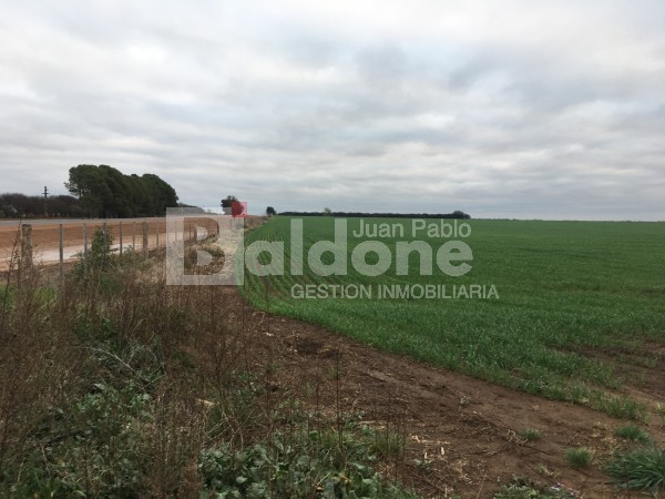 VENTA CAMPO 330 HAS - ARATA - DPTO TRENEL - LA PAMPA