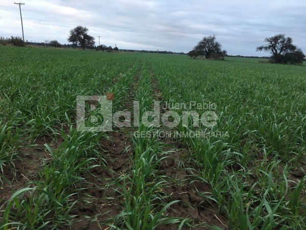 VENTA CAMPO 330 HAS - ARATA - DPTO TRENEL - LA PAMPA