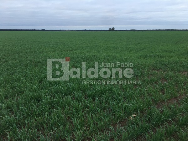 VENTA CAMPO 330 HAS - ARATA - DPTO TRENEL - LA PAMPA