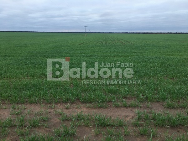 VENTA CAMPO 330 HAS - ARATA - DPTO TRENEL - LA PAMPA