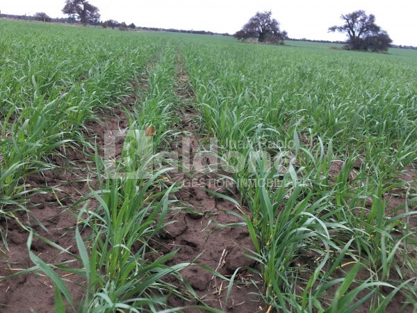 VENTA CAMPO 330 HAS - ARATA - DPTO TRENEL - LA PAMPA