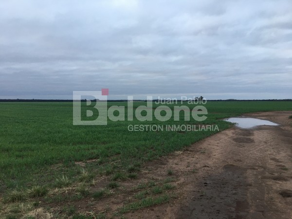 VENTA CAMPO 330 HAS - ARATA - DPTO TRENEL - LA PAMPA