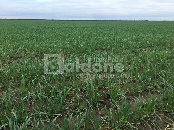 VENTA CAMPO 330 HAS - ARATA - DPTO TRENEL - LA PAMPA