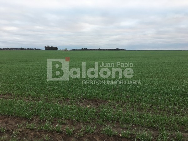 VENTA CAMPO 330 HAS - ARATA - DPTO TRENEL - LA PAMPA