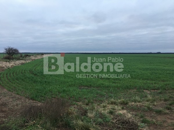 VENTA CAMPO 330 HAS - ARATA - DPTO TRENEL - LA PAMPA