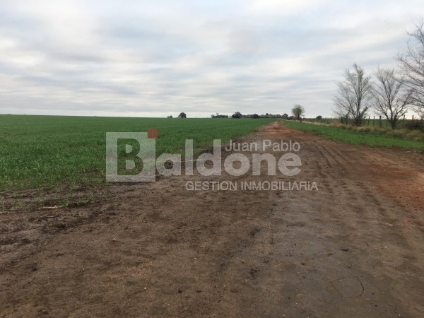 VENTA CAMPO 330 HAS - ARATA - DPTO TRENEL - LA PAMPA