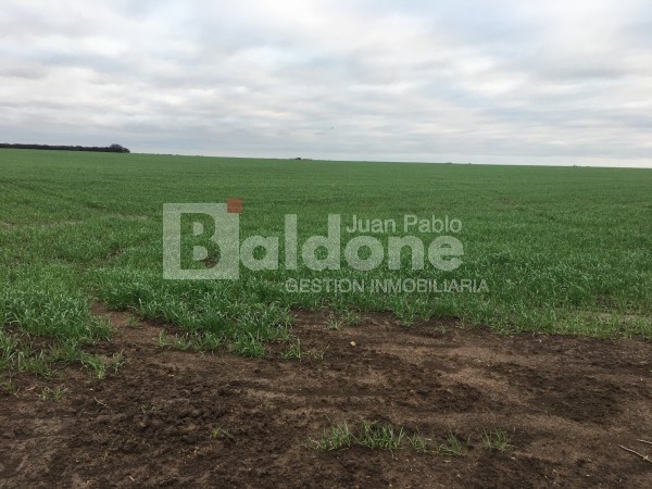 VENTA CAMPO 330 HAS - ARATA - DPTO TRENEL - LA PAMPA