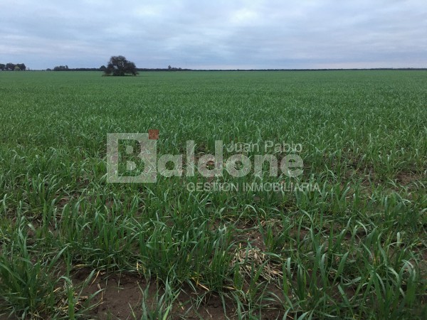 VENTA CAMPO 330 HAS - ARATA - DPTO TRENEL - LA PAMPA