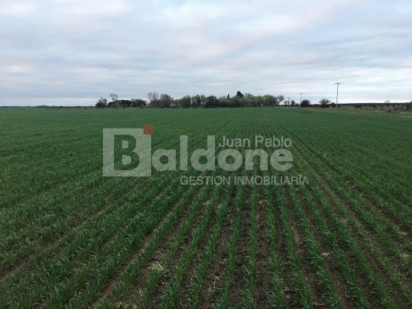 VENTA CAMPO 330 HAS - ARATA - DPTO TRENEL - LA PAMPA