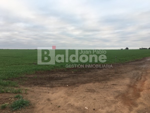 VENTA CAMPO 330 HAS - ARATA - DPTO TRENEL - LA PAMPA