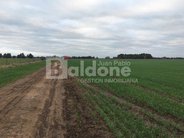 VENTA CAMPO 330 HAS - ARATA - DPTO TRENEL - LA PAMPA