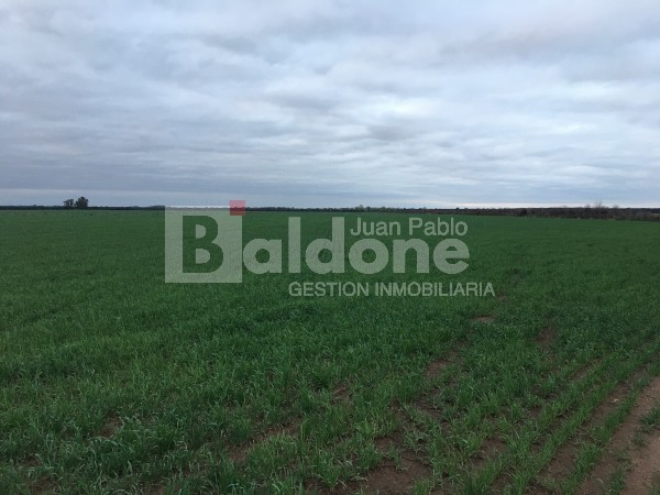 VENTA CAMPO 330 HAS - ARATA - DPTO TRENEL - LA PAMPA