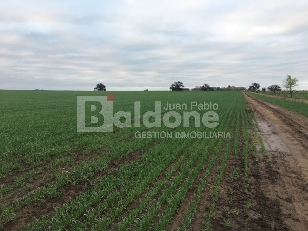 VENTA CAMPO 330 HAS - ARATA - DPTO TRENEL - LA PAMPA