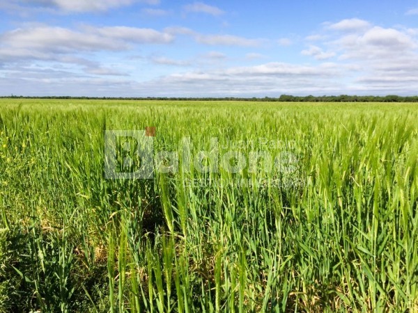 353 Has Dpto Trenel - Arata - La Pampa