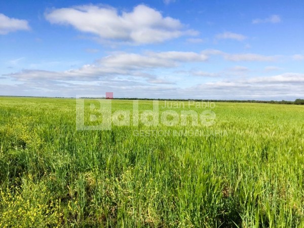 353 Has Dpto Trenel - Arata - La Pampa