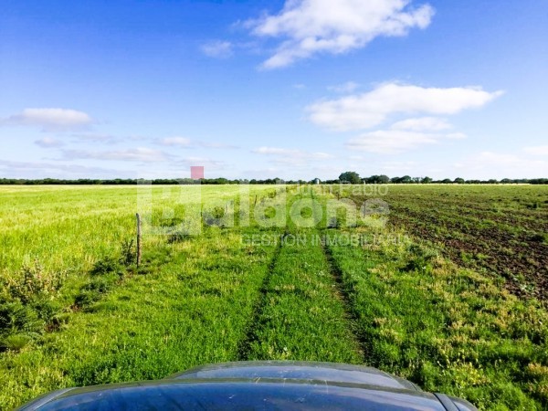 353 Has Dpto Trenel - Arata - La Pampa
