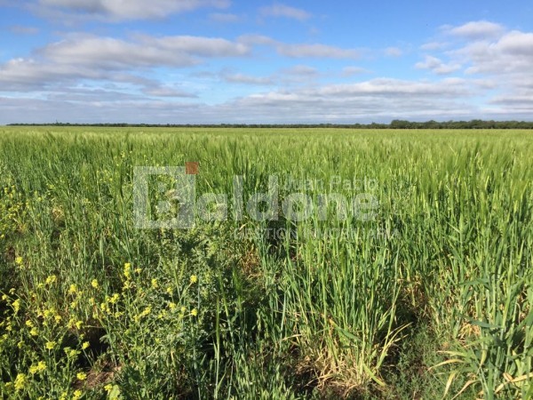 353 Has Dpto Trenel - Arata - La Pampa