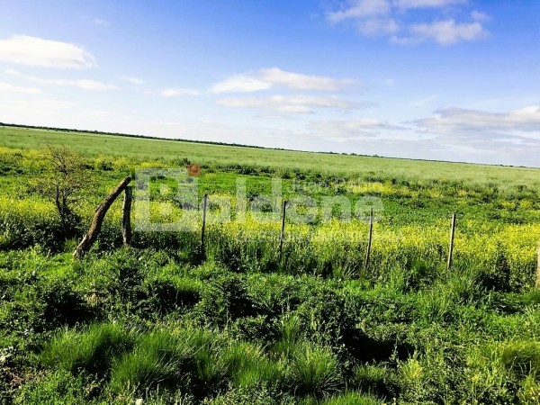 353 Has Dpto Trenel - Arata - La Pampa