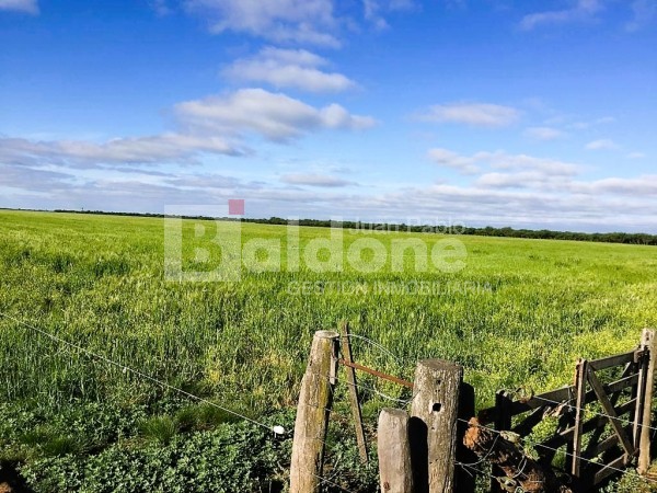 353 Has Dpto Trenel - Arata - La Pampa