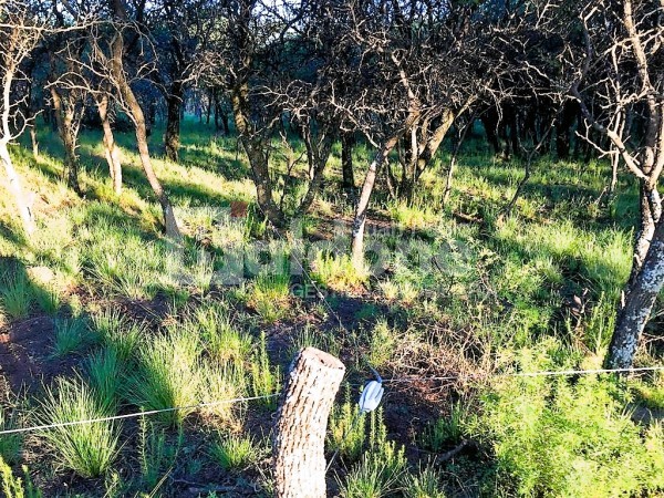 353 Has Dpto Trenel - Arata - La Pampa