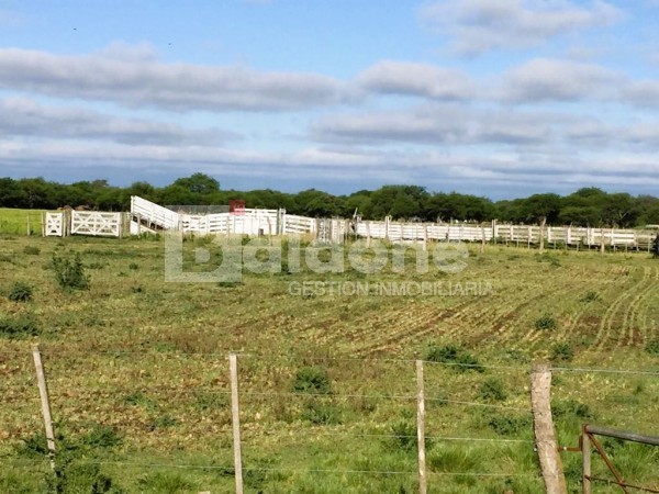 353 Has Dpto Trenel - Arata - La Pampa