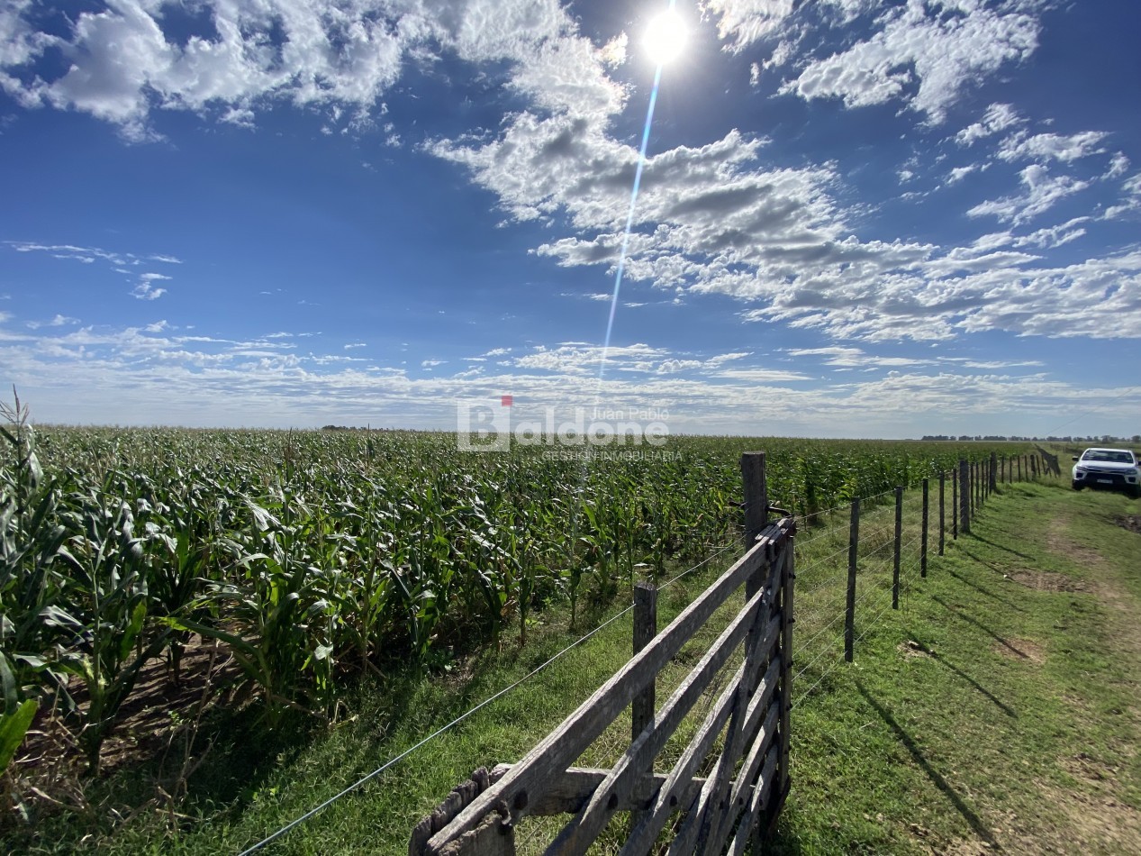 EN VENTA CAMPO 200 HECAREAS - DEPARTAMENTO REALICO - LA PAMPA