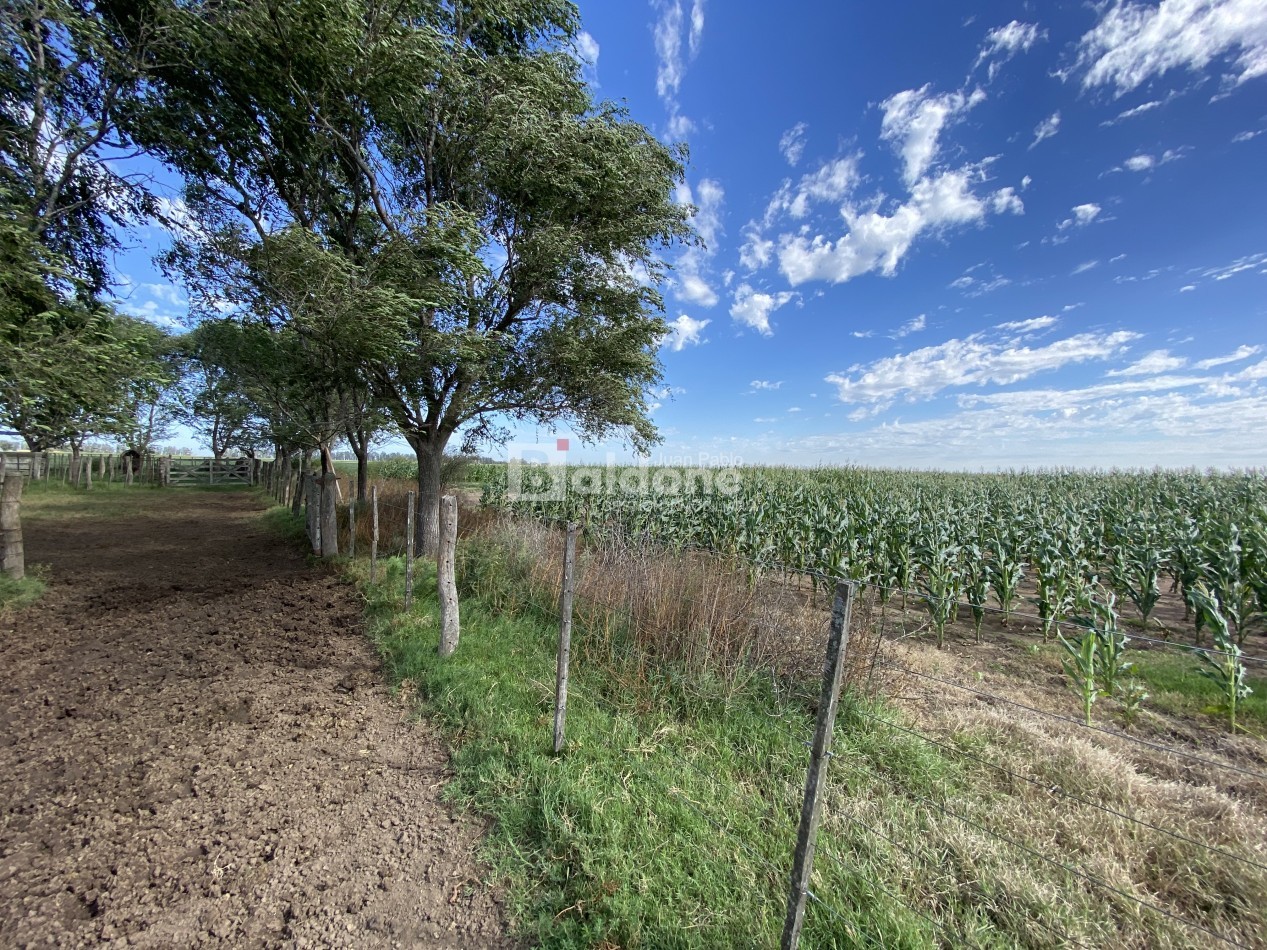 EN VENTA CAMPO 200 HECAREAS - DEPARTAMENTO REALICO - LA PAMPA