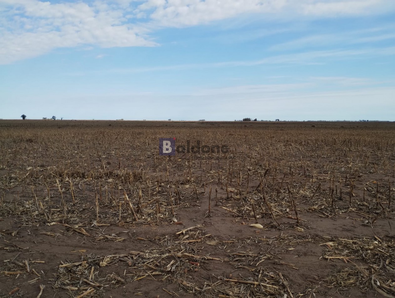 VENTA CAMPO 120 HAS - DPTO. MARACO - LA PAMPA