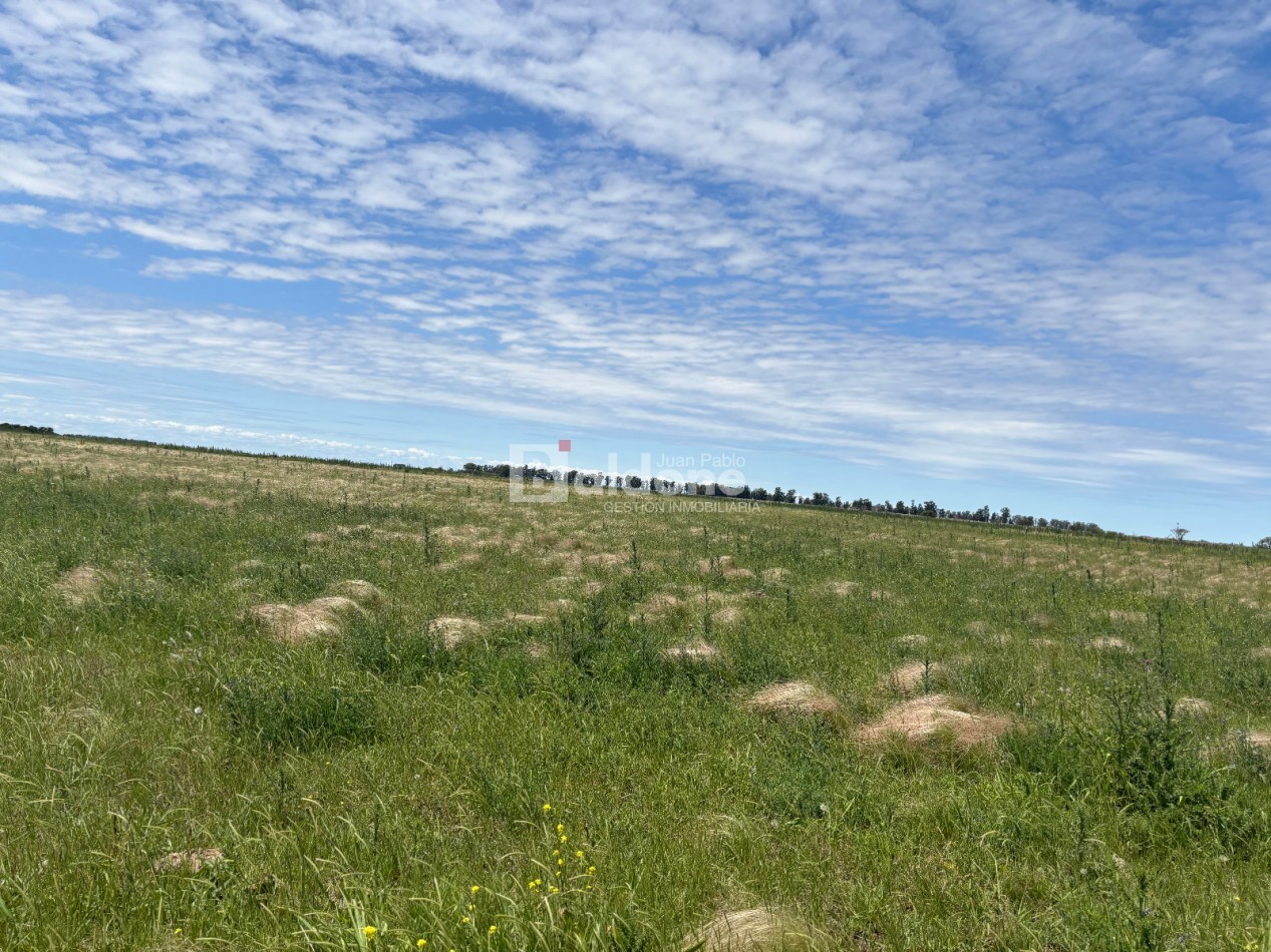 EN VENTA CAMPO 200 HECAREAS - DEPARTAMENTO REALICO - LA PAMPA