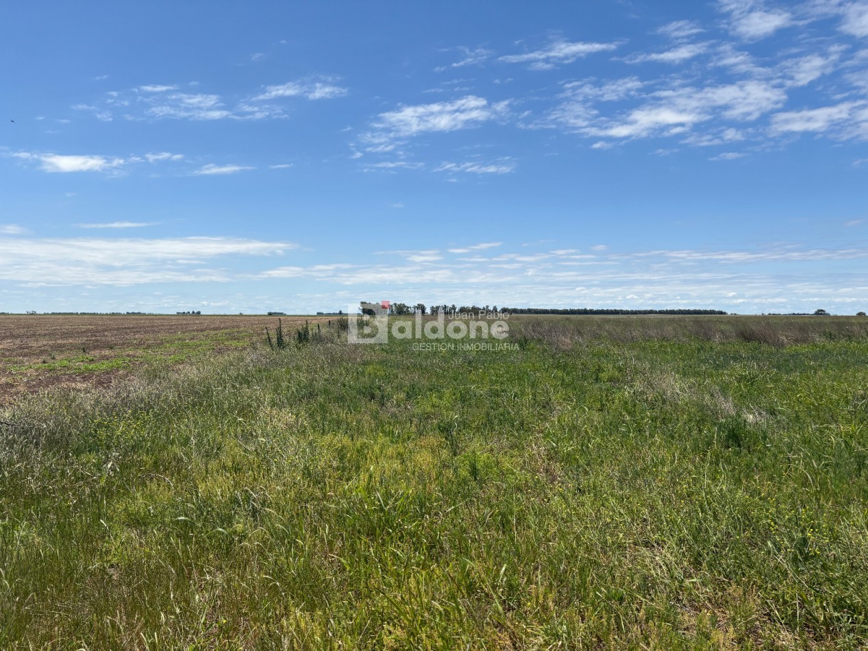 EN VENTA CAMPO 200 HECAREAS - DEPARTAMENTO REALICO - LA PAMPA