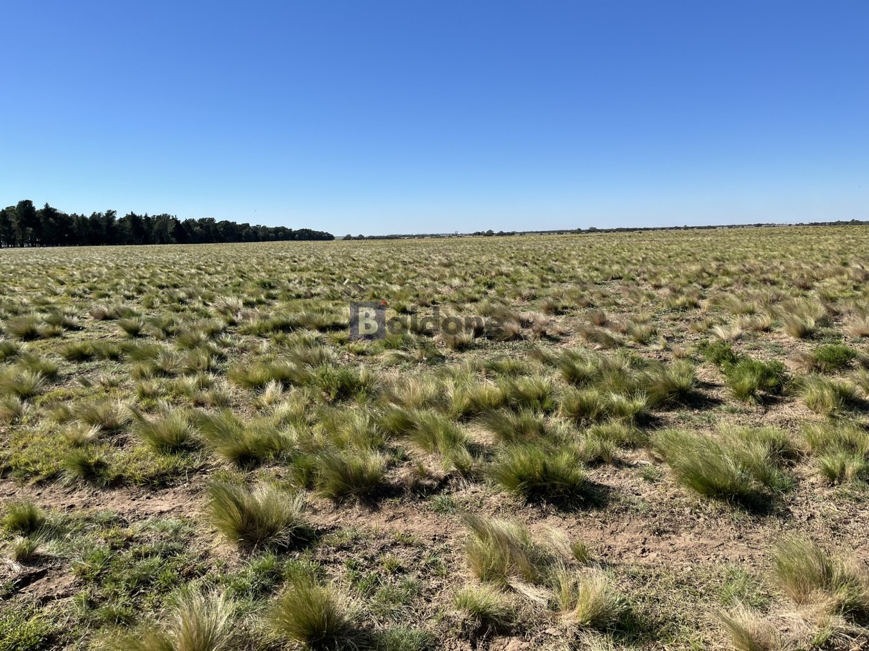 EN VENTA CAMPO 600 HAS - DPTO CAPITAL LA PAMPA