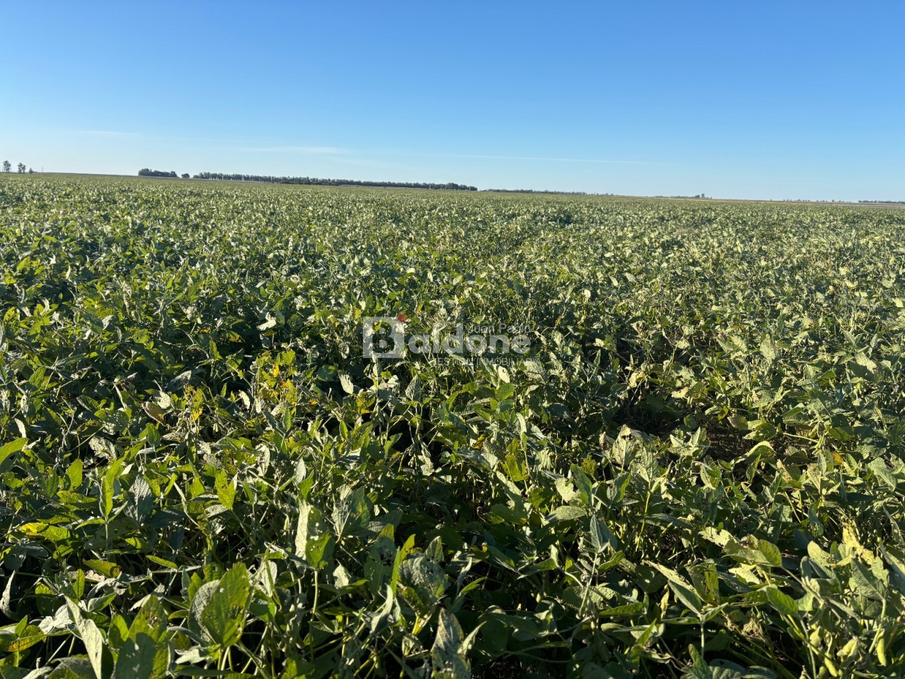 EN VENTA CAMPO 200 HECAREAS - DEPARTAMENTO REALICO - LA PAMPA