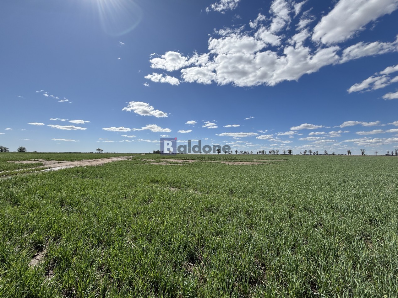 VENTA CAMPO 120 HAS - DPTO. MARACO - LA PAMPA