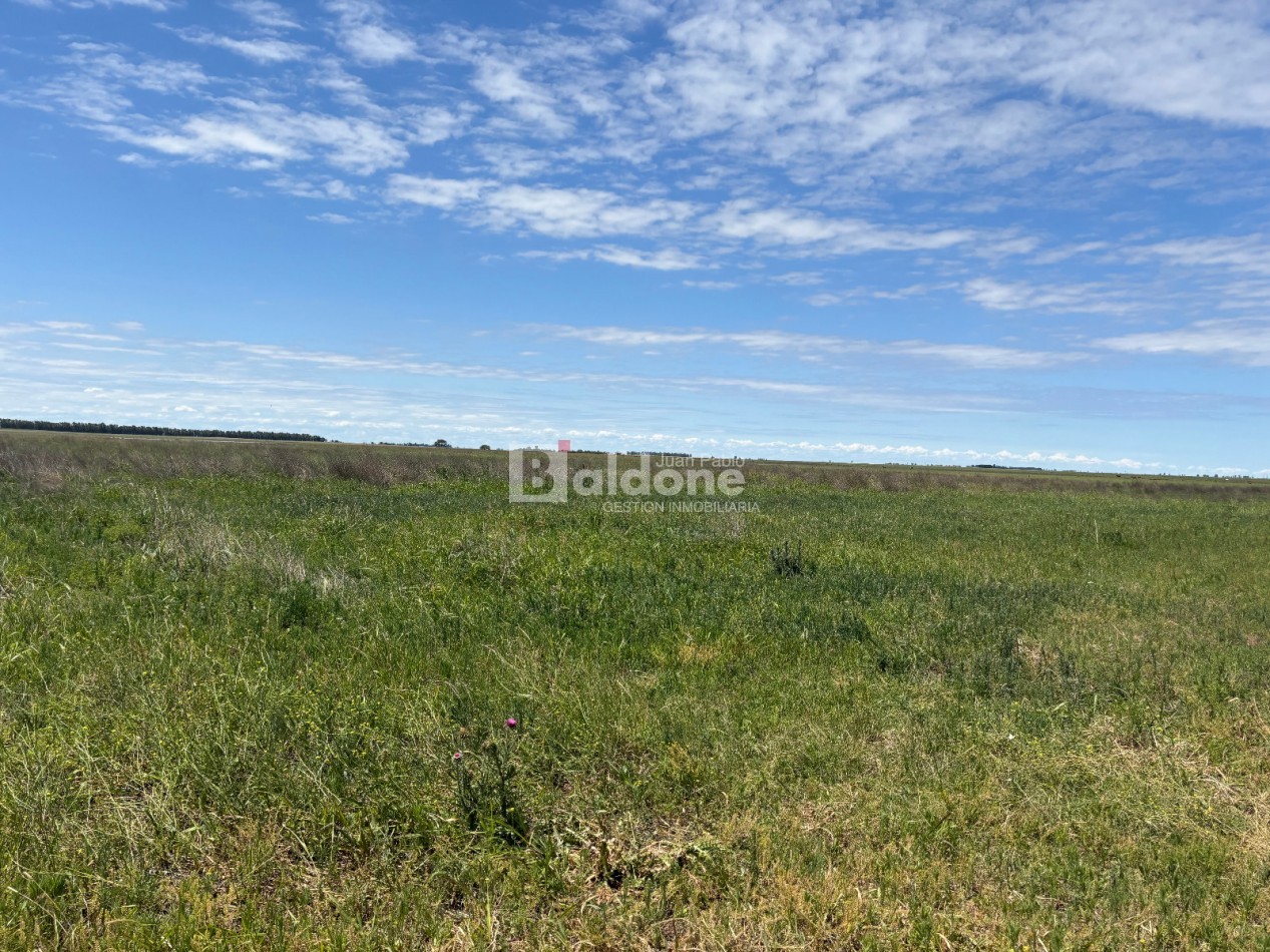 EN VENTA CAMPO 200 HECAREAS - DEPARTAMENTO REALICO - LA PAMPA