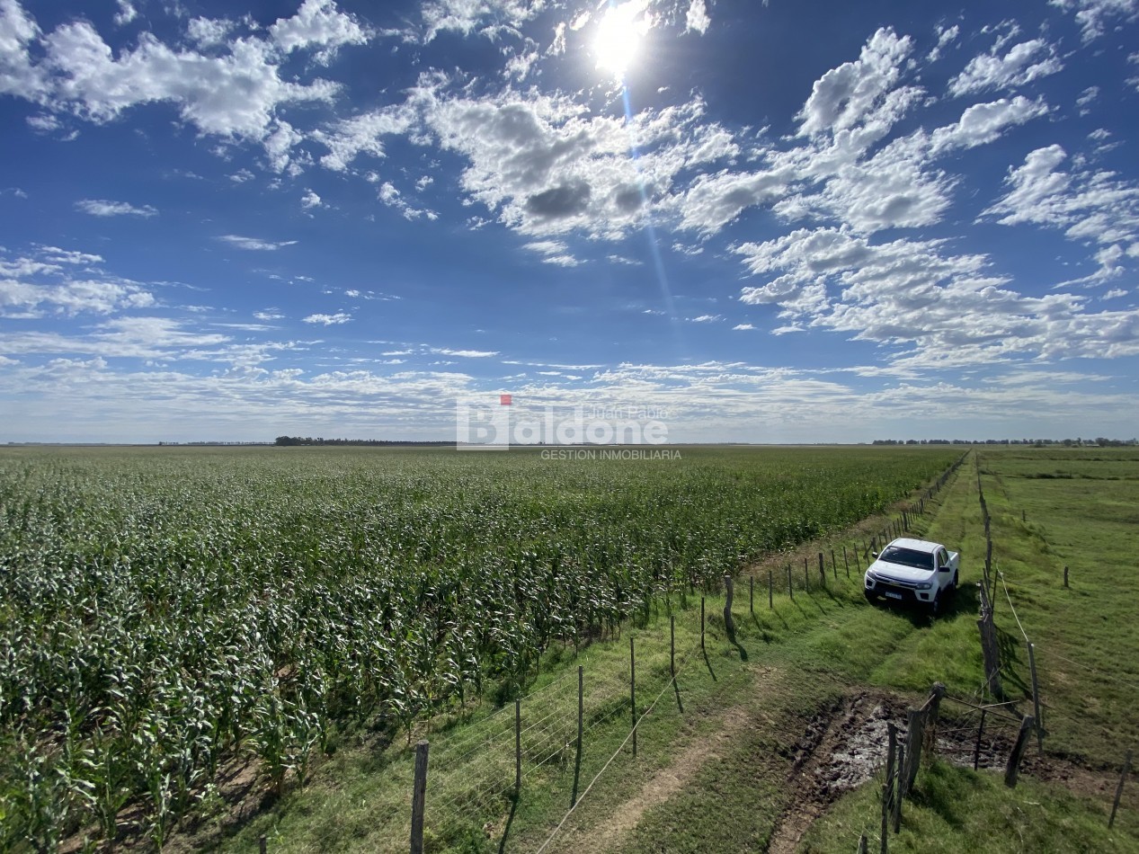 EN VENTA CAMPO 200 HECAREAS - DEPARTAMENTO REALICO - LA PAMPA