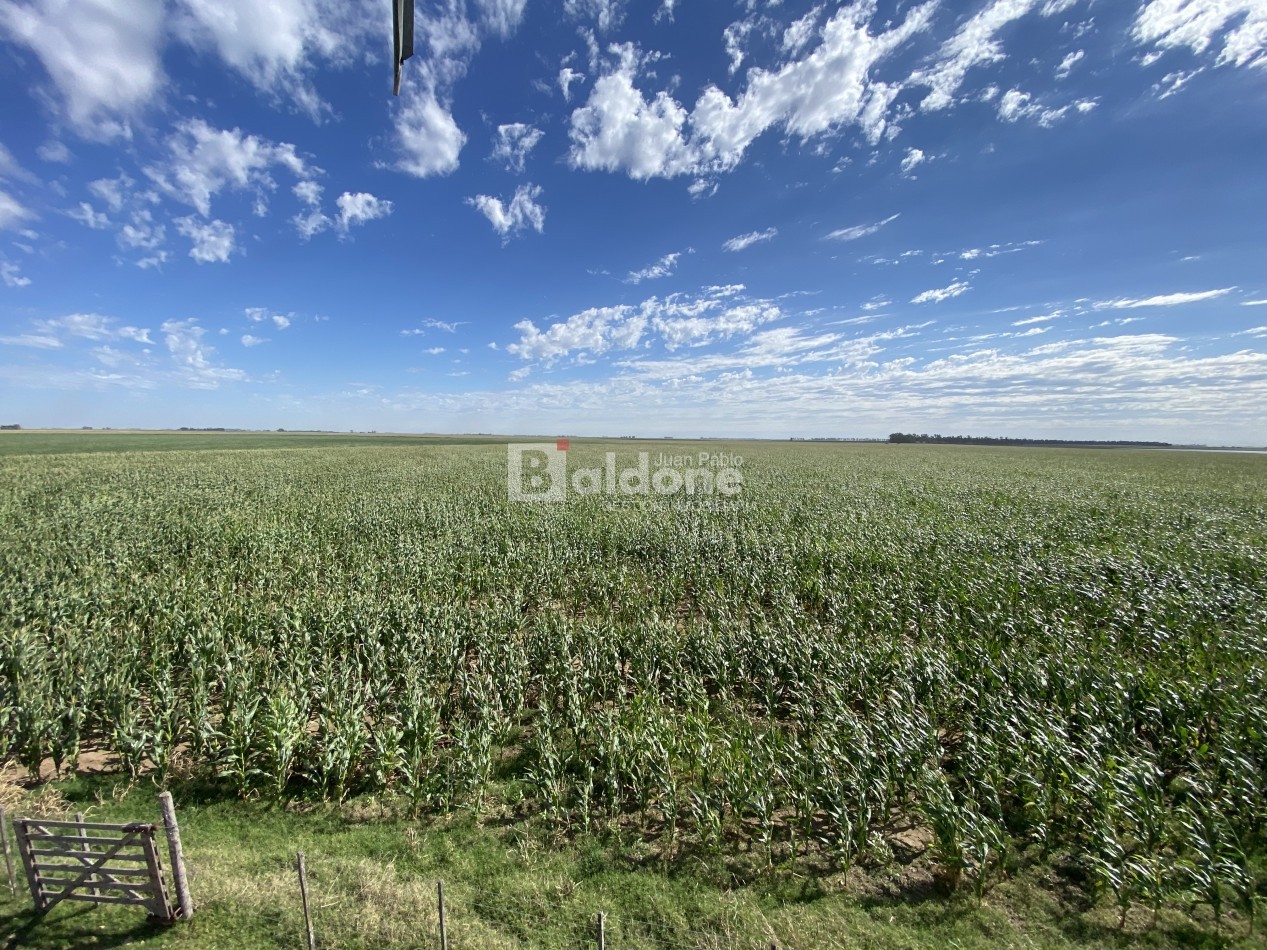 EN VENTA CAMPO 200 HECAREAS - DEPARTAMENTO REALICO - LA PAMPA