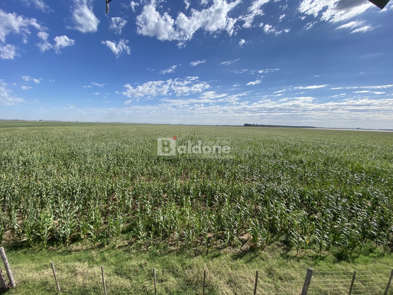 EN VENTA CAMPO 200 HECAREAS - DEPARTAMENTO REALICO - LA PAMPA