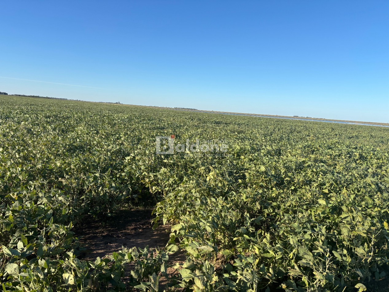 EN VENTA CAMPO 200 HECAREAS - DEPARTAMENTO REALICO - LA PAMPA