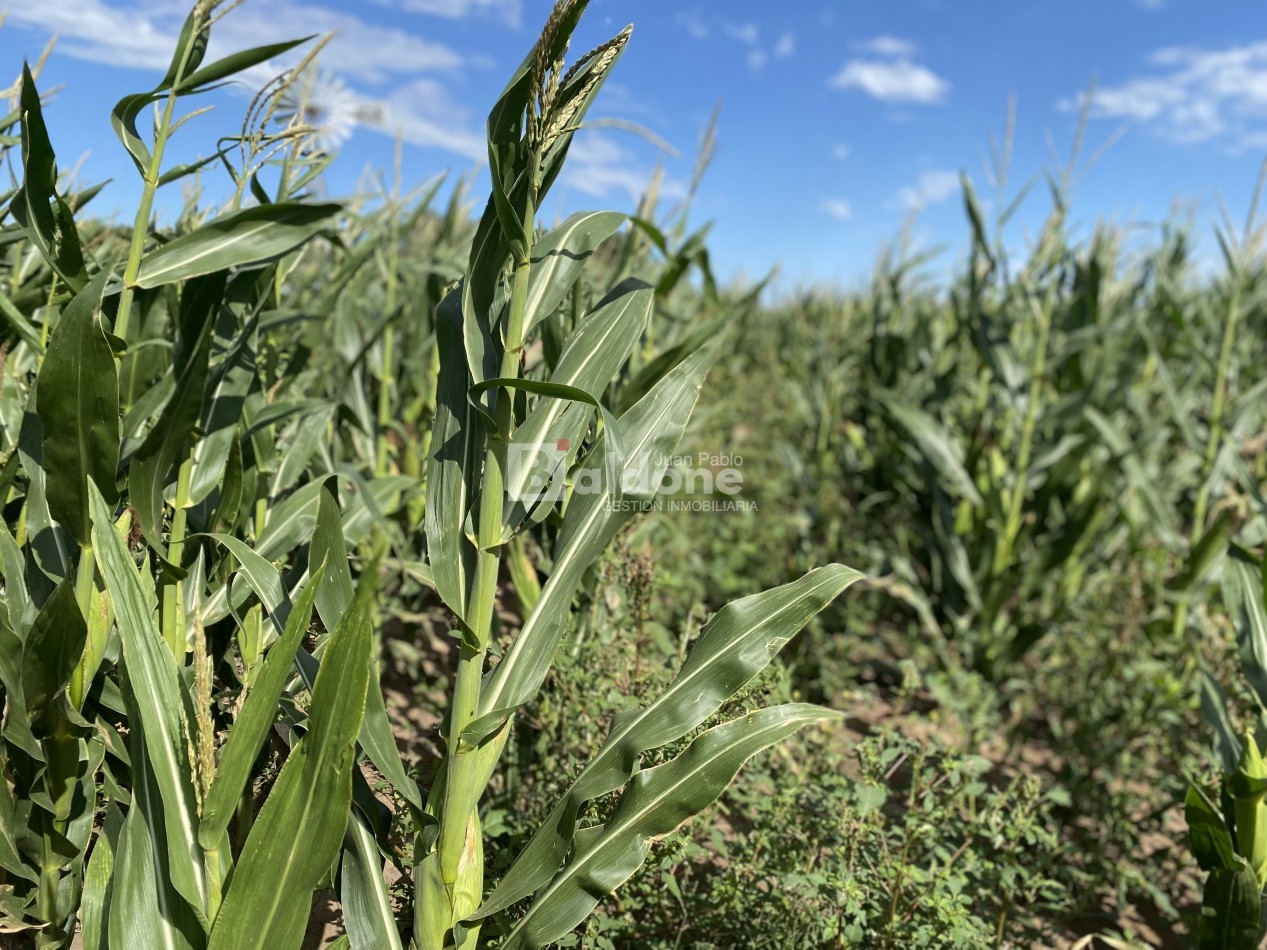 EN VENTA CAMPO 200 HECAREAS - DEPARTAMENTO REALICO - LA PAMPA