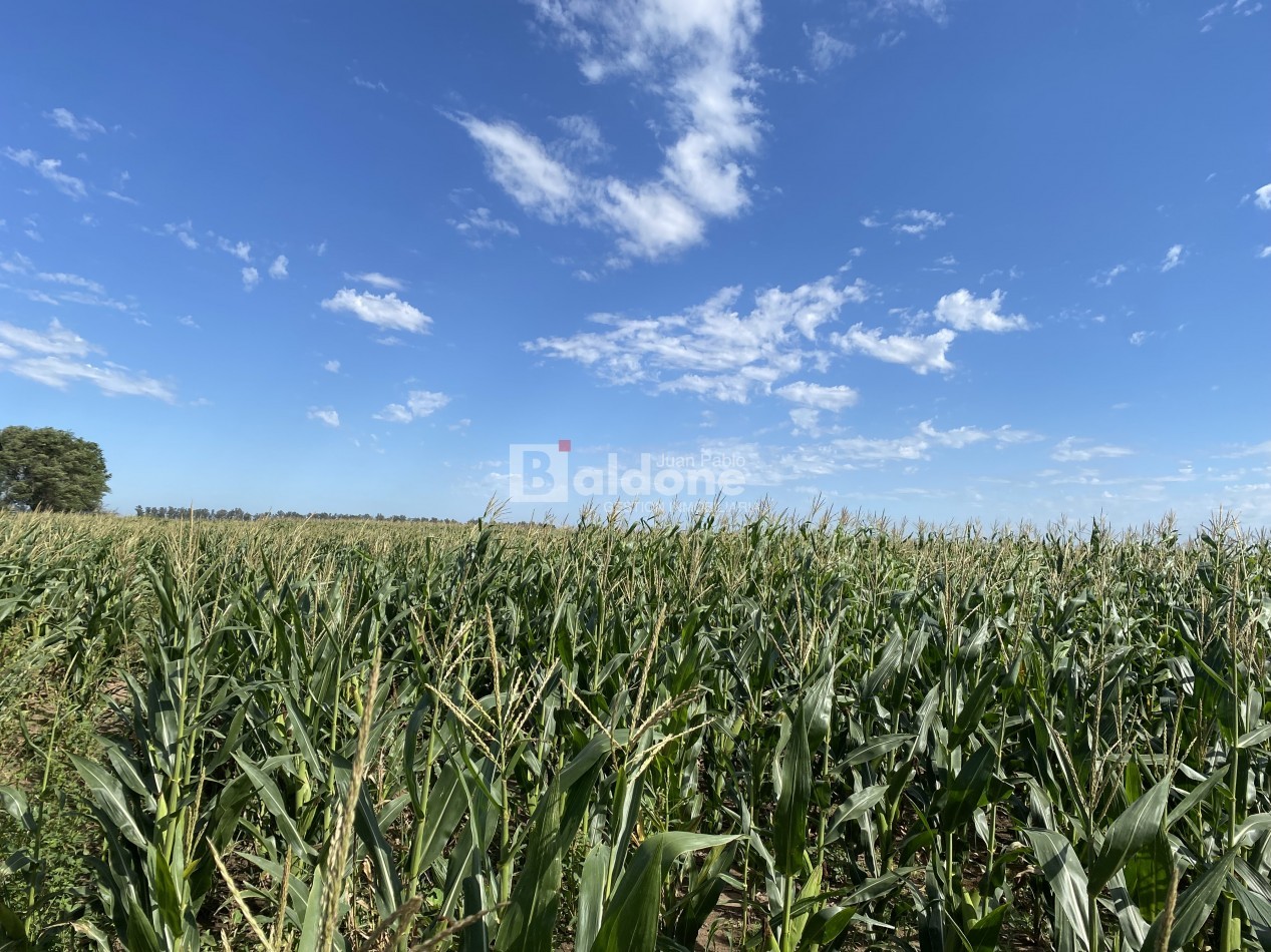 EN VENTA CAMPO 200 HECAREAS - DEPARTAMENTO REALICO - LA PAMPA