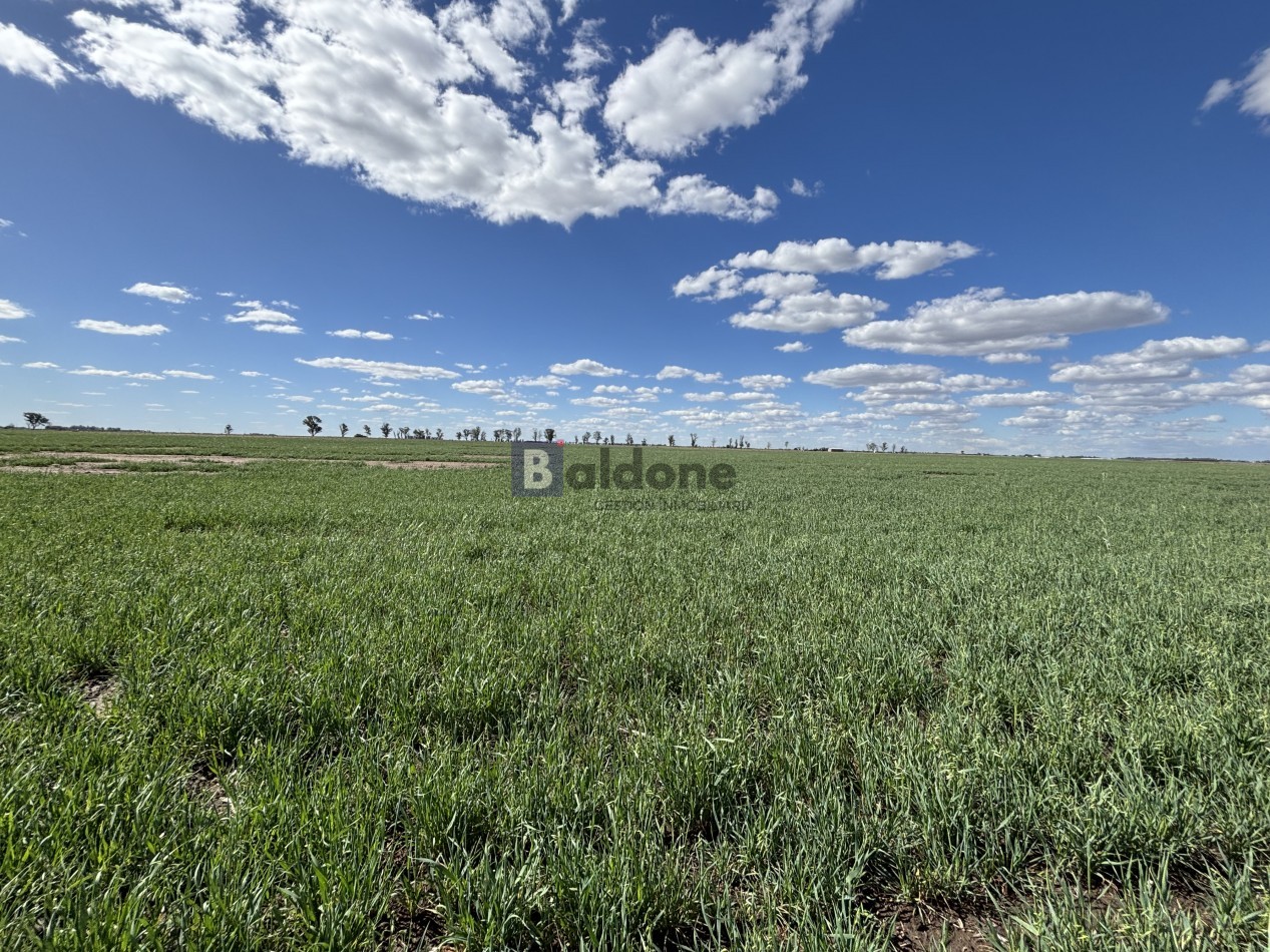 VENTA CAMPO 120 HAS - DPTO. MARACO - LA PAMPA