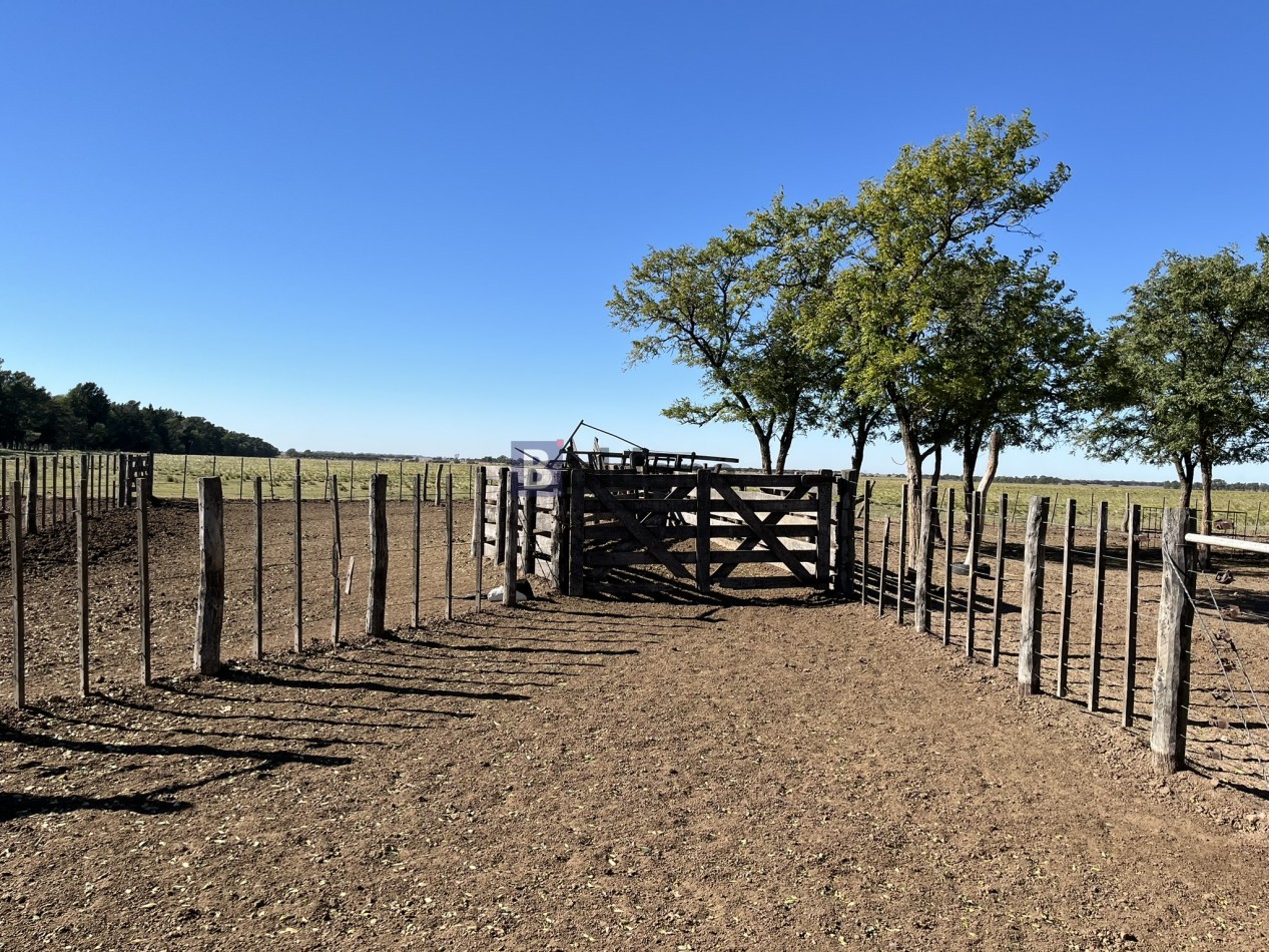 EN VENTA CAMPO 600 HAS - DPTO CAPITAL LA PAMPA