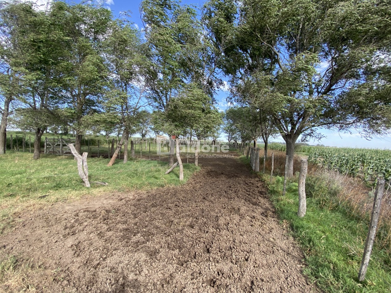 EN VENTA CAMPO 200 HECAREAS - DEPARTAMENTO REALICO - LA PAMPA