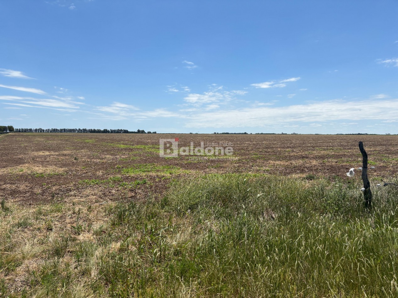 EN VENTA CAMPO 200 HECAREAS - DEPARTAMENTO REALICO - LA PAMPA