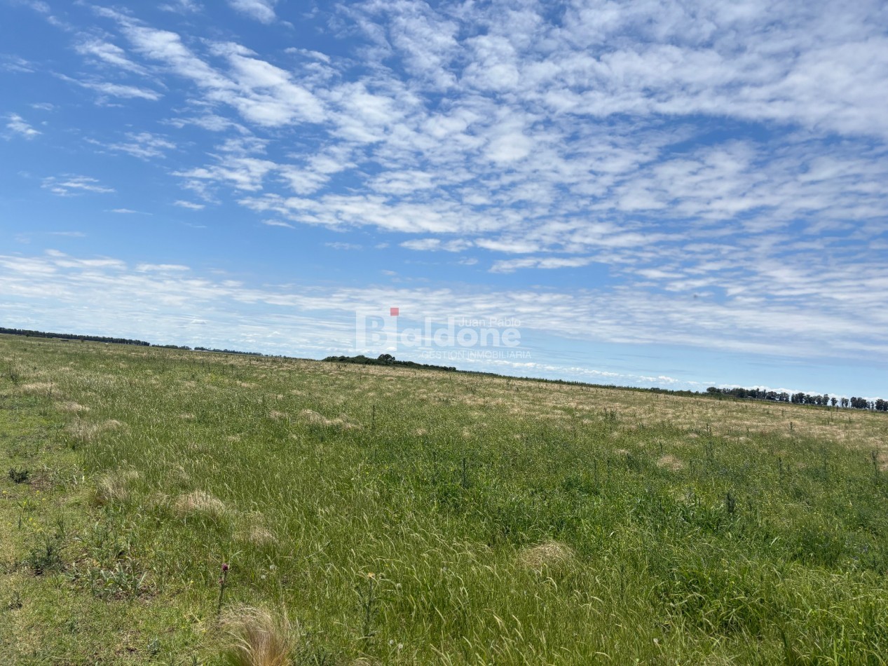 EN VENTA CAMPO 200 HECAREAS - DEPARTAMENTO REALICO - LA PAMPA