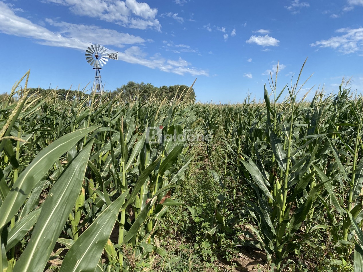 EN VENTA CAMPO 200 HECAREAS - DEPARTAMENTO REALICO - LA PAMPA