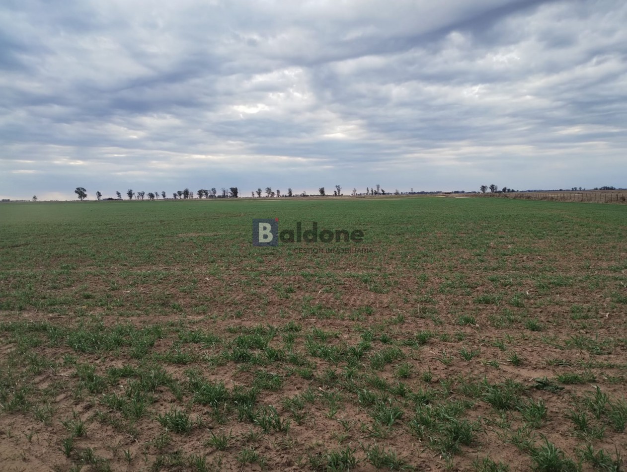 VENTA CAMPO 120 HAS - DPTO. MARACO - LA PAMPA