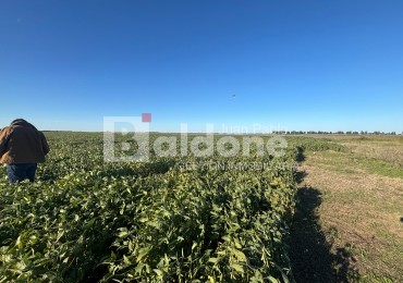 EN VENTA CAMPO 200 HECAREAS - DEPARTAMENTO REALICO - LA PAMPA