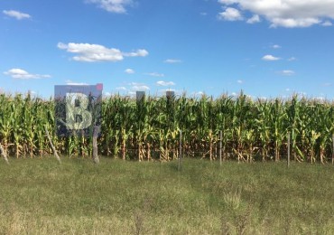 VENTA - Campo 253 Has - Dpto. Chapaleufu - La Pampa