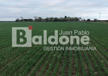 VENTA CAMPO 330 HAS - ARATA - DPTO TRENEL - LA PAMPA